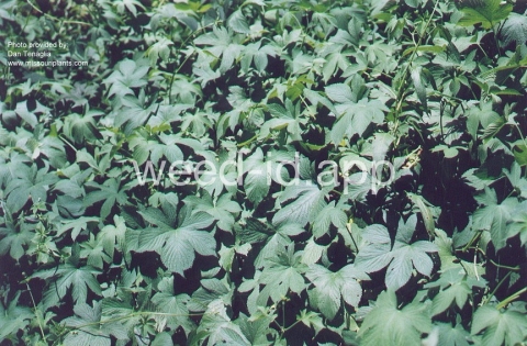 hops, Japanese